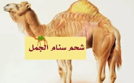 تجربتي مع سنام الجمل للعناية للشعر والبشرة وأهم الفوائد المتعددة لسنام الجمل