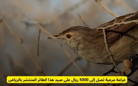 غرامة ضخمة تصل إلى 5000 ريال لصيد طائر شهير في الرياض