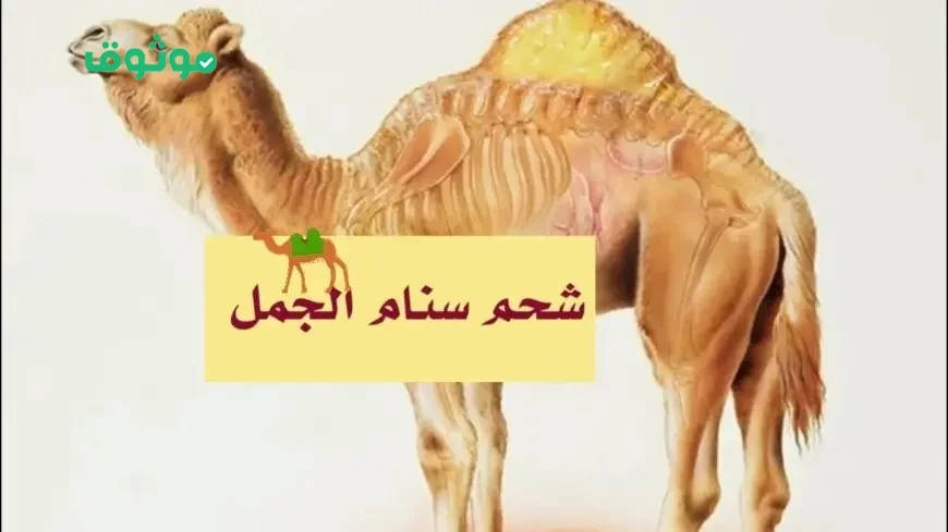 تجربتي مع سنام الجمل للعناية للشعر والبشرة وأهم الفوائد المتعددة لسنام الجمل
