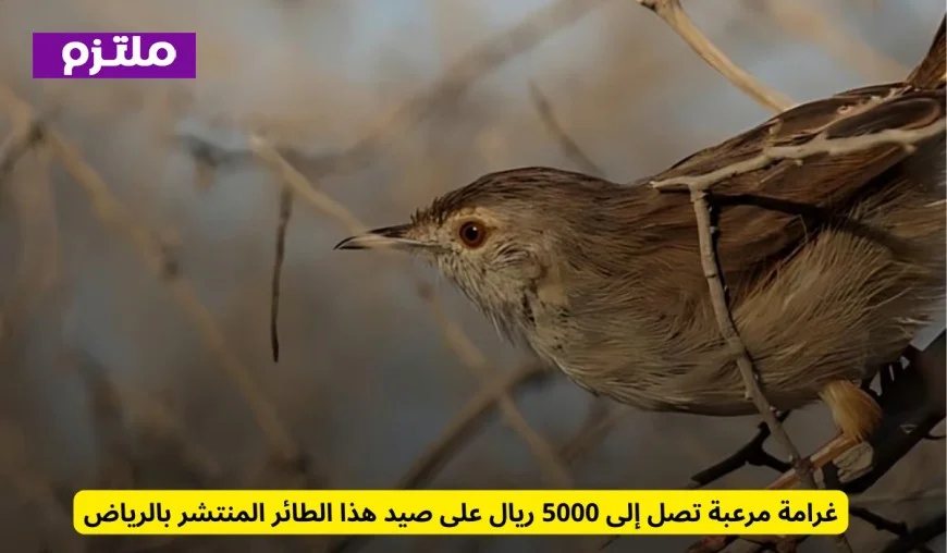 غرامة ضخمة تصل إلى 5000 ريال لصيد طائر شهير في الرياض