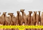 غرامات 10 آلاف ريال تهدد ملاك الإبل والمواشي في السعودية لحماية الطرق ومنع الحوادث