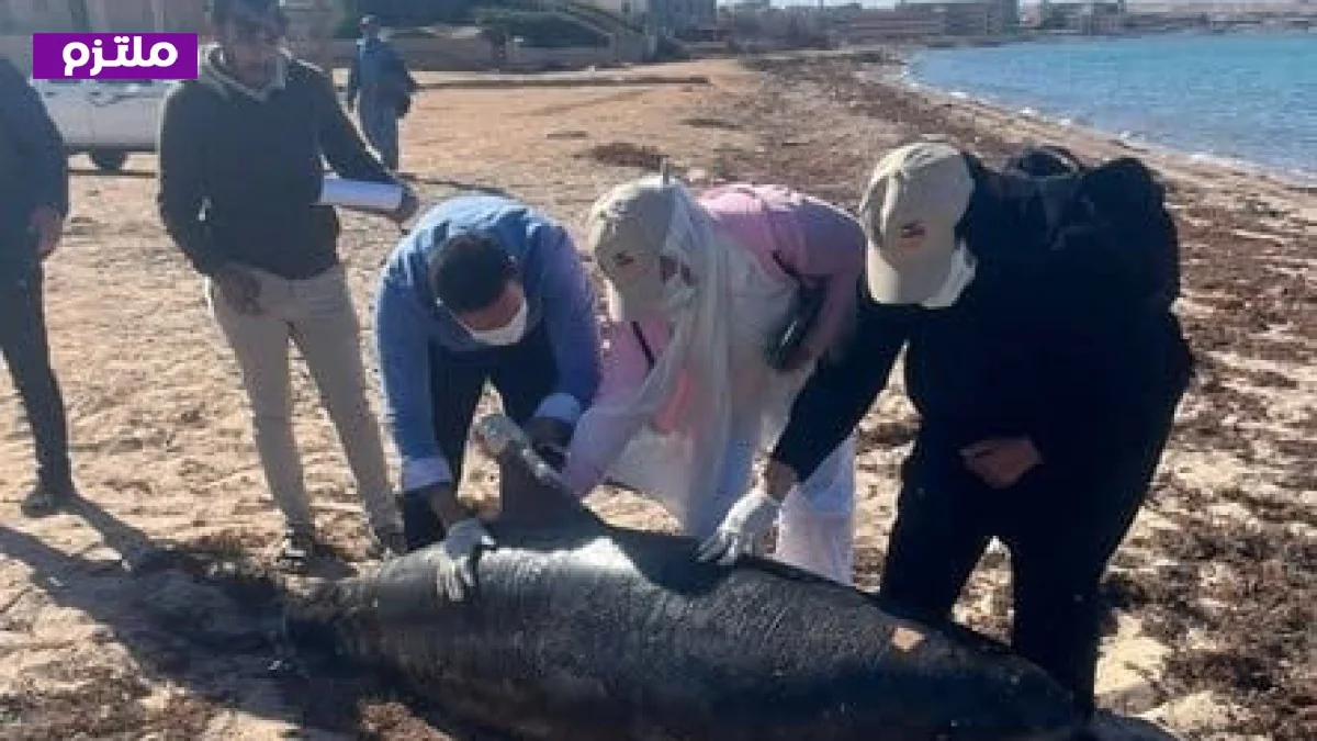 دفن درفيل نافق في رأس غارب بعد تحلله حالة مؤثرة توثق اللحظات الأخيرة