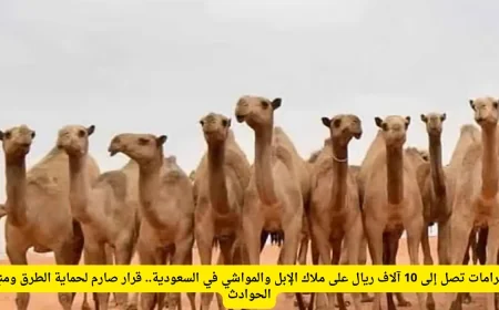 غرامات تصل إلى 10 آلاف ريال لمربي الإبل والمواشي في السعودية لحماية الطرق والحد من الحوادث