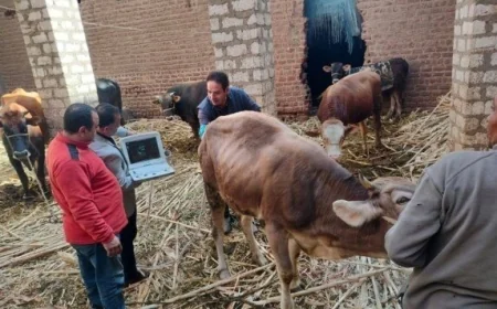 الزراعة تعزز جهود الرعاية التناسلية والتحسين الوراثي للماشية في يناير 2026