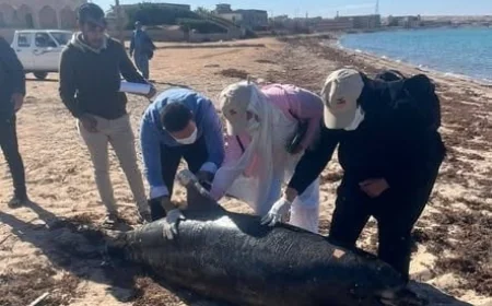 دفن درفيل نافق في رأس غارب بعد تحلله حالة مؤثرة توثق اللحظات الأخيرة