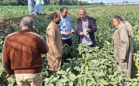 جولات تفقدية وتدريبية من وزارة الزراعة لمتابعة المحاصيل الشتوية والتحضير المبكر لموسم الصيف