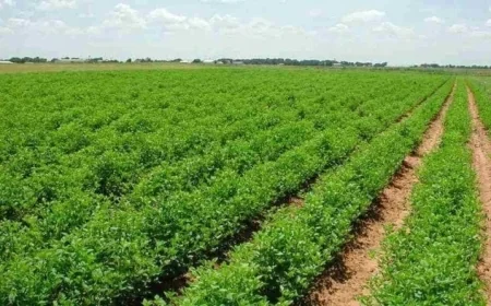 مدبولي يؤكد أن حماية الأراضي الزراعية تعد أمن قومي والتزام وطني للحفاظ على كل فدان