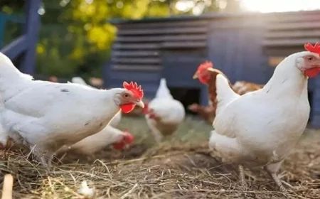 الزراعة تؤكد أمان القطاع الداجني مع توقعات بزيادة إنتاج الدواجن والبيض في 2025