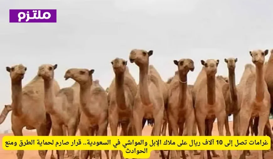 غرامات تصل إلى 10 آلاف ريال لمربي الإبل والمواشي في السعودية لحماية الطرق والحد من الحوادث