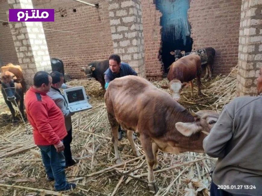 الزراعة تعزز جهود الرعاية التناسلية والتحسين الوراثي للماشية في يناير 2026