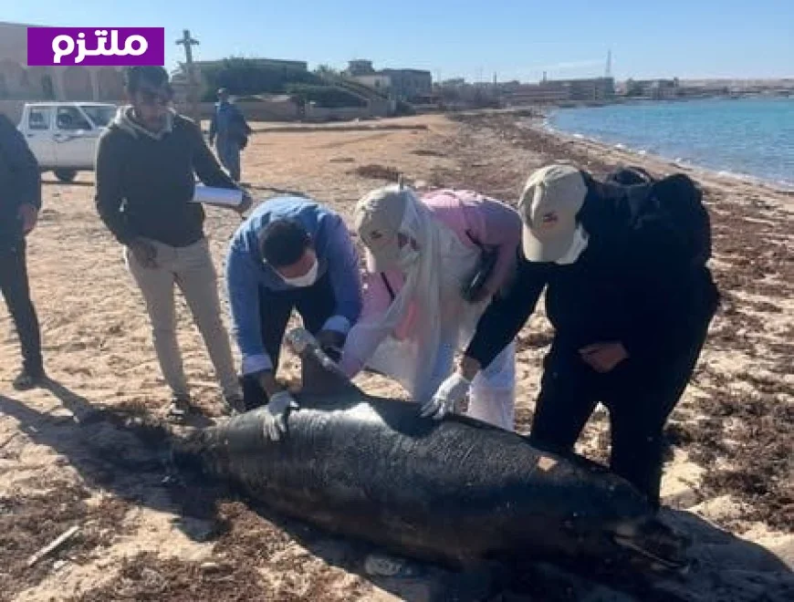دفن درفيل نافق في رأس غارب بعد تحلله حالة مؤثرة توثق اللحظات الأخيرة
