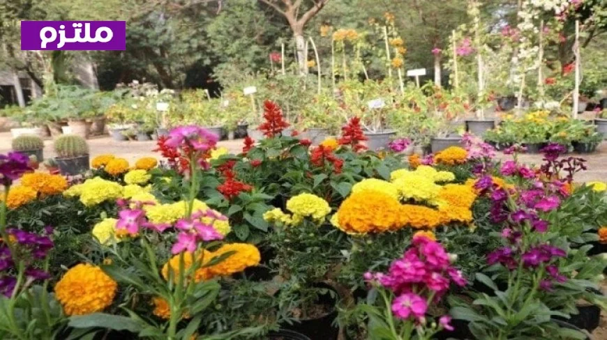 حضور لافت للعارضين في معرض زهور الربيع 2026 مع مشاركة متميزة لديكور ديارنا للسنة الثانية