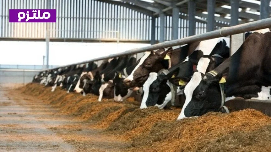 الزراعة تمنح 468 ترخيصًا جديدًا وتضخ 297 مليون جنيه لتحفيز مشروع البتلو