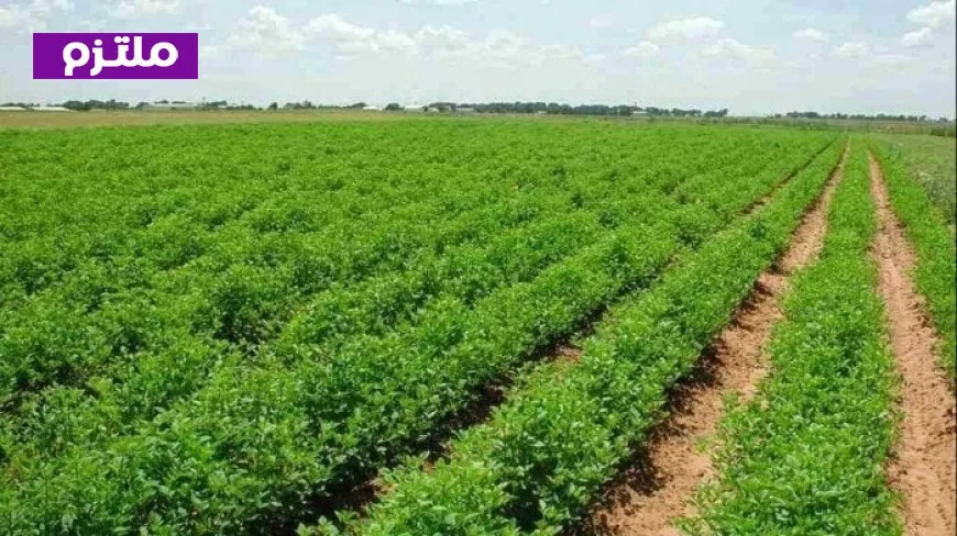 مدبولي يؤكد أن حماية الأراضي الزراعية تعد أمن قومي والتزام وطني للحفاظ على كل فدان