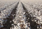الزراعة تكشف عن أصناف القطن المعتمدة لموسم 2026 ذات النضج المبكر وتوفير المياه