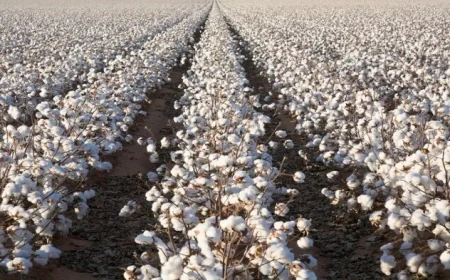 الزراعة تكشف عن أصناف القطن المعتمدة لموسم 2026 ذات النضج المبكر وتوفير المياه