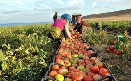 الزراعة تكشف عن استراتيجيتها لحماية مصالح المزارعين والمصدرين في ظل تداعيات حرب إيران