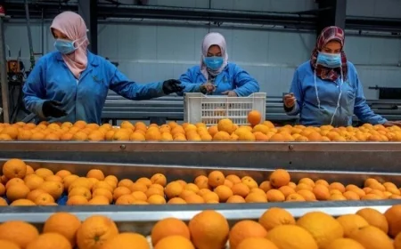 وزير الزراعة يعلن تفاصيل فتح السوق البنمي ليدعم 4 منتجات زراعية مصرية