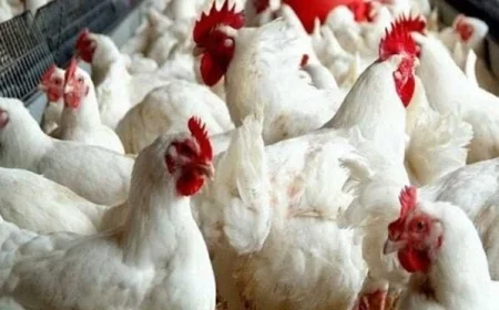 أسعار الدواجن في الأسواق والبورصة اليوم الأربعاء 11 مارس 2026 تحديث شامل ومفصل