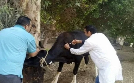 إطلاق الحملة القومية الأولى للتحصين ضد الجلد العقدي بالأبقار وجدري الأغنام لعام 2026