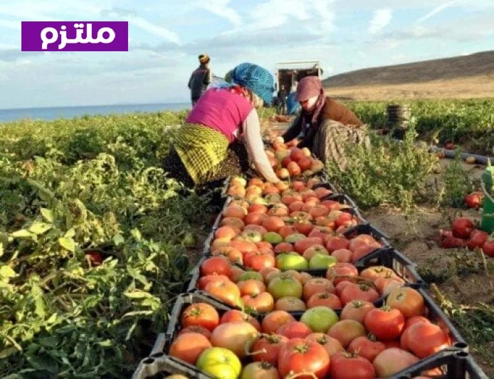 الزراعة تكشف عن استراتيجيتها لحماية مصالح المزارعين والمصدرين في ظل تداعيات حرب إيران