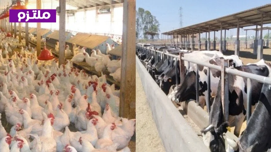 الزراعة تمنح 900 ترخيص لتشغيل مشاريع الإنتاج الحيواني والداجني في فبراير