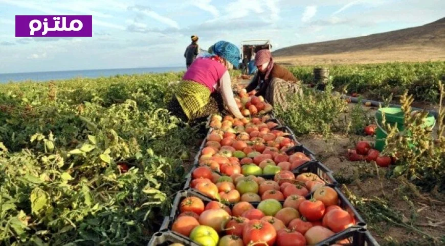 الزراعة تكشف عن استراتيجيتها لحماية مصالح المزارعين والمصدرين في ظل تداعيات حرب إيران