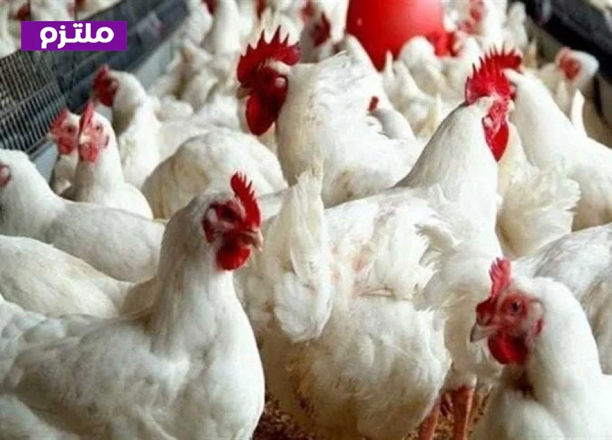 أسعار الدواجن في الأسواق والبورصة اليوم الأربعاء 11 مارس 2026 تحديث شامل ومفصل