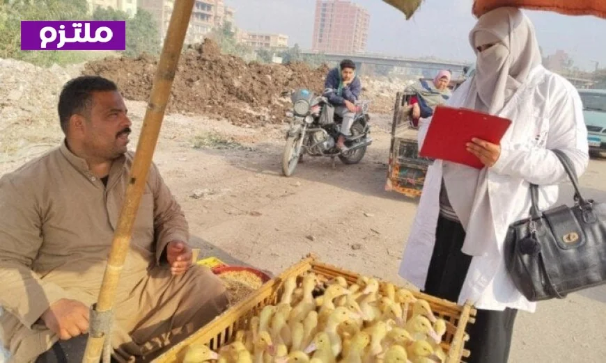 الزراعة تكشف عن فحص 555 ألف طائر و180 ألف رأس ماشية في فبراير 2023