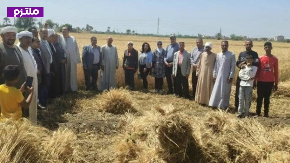 الزراعة تتابع عمليات حصاد وتوريد القمح في محافظة الفيوم