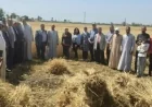 الزراعة تتابع عمليات حصاد وتوريد القمح في محافظة الفيوم