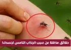انتشار البعوض في قطر: الكشف عن الصلة المدهشة بحمى الضنك وأسباب انجذاب النامس لجسد الإنسان