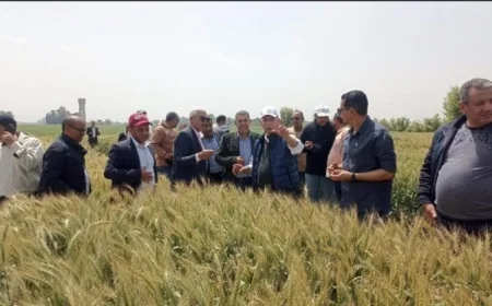 الزراعة تعزز إنتاج المحاصيل في الأقصر من خلال متابعة برامج إكثار التقاوي