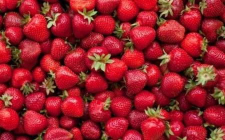 رفض شحنات فراولة مصدرة بسبب مواد مسرطنة وطرحها في الأسواق للمستهلكين