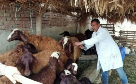 أكثر من مليون رأس ماشية محصنة خلال الأسبوع الأول من الحملة القومية ضد الجلد العقدي وجدري الأغنام