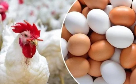 أسعار الدواجن والبيض اليوم الأحد 5 أبريل 2026 تحديثات شاملة ومباشرة