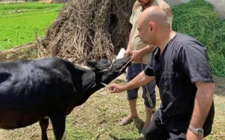 تحصين 2.1 مليون رأس من الماشية في الحملة الوطنية لمكافحة الجلد العقدي وجدري الأغنام