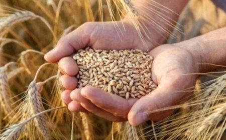 الحكومة تطلق خطة شاملة وتيسيرات للمزارعين مع بدء توريد القمح 2026