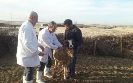 الزراعة تطلق حملة تحصين مليون رأس ماشية ضد الجلد العقدي وجدري الأغنام
