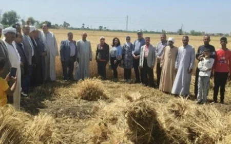 الزراعة تتابع عمليات حصاد وتوريد القمح في محافظة الفيوم