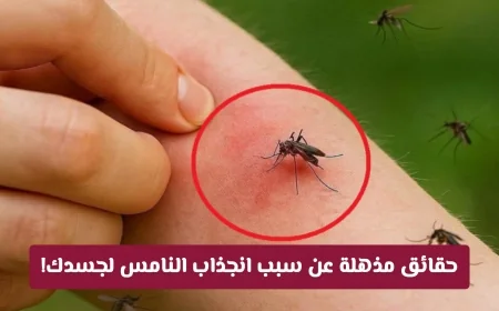 انتشار البعوض في قطر: الكشف عن الصلة المدهشة بحمى الضنك وأسباب انجذاب النامس لجسد الإنسان