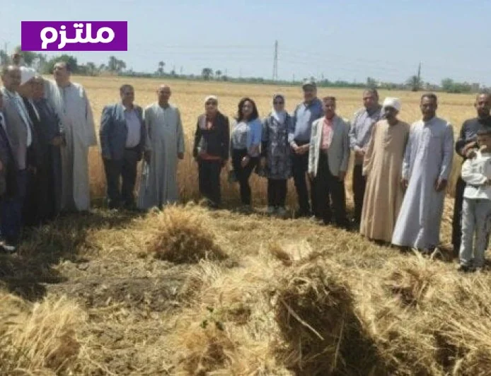 الزراعة تتابع عمليات حصاد وتوريد القمح في محافظة الفيوم