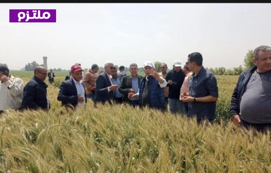 الزراعة تعزز إنتاج المحاصيل في الأقصر من خلال متابعة برامج إكثار التقاوي