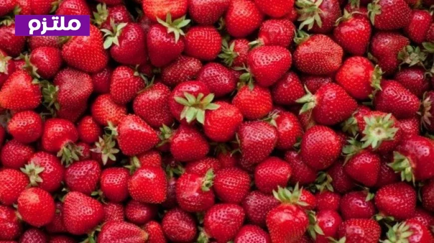 رفض شحنات فراولة مصدرة بسبب مواد مسرطنة وطرحها في الأسواق للمستهلكين