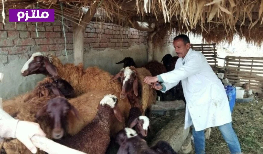 أكثر من مليون رأس ماشية محصنة خلال الأسبوع الأول من الحملة القومية ضد الجلد العقدي وجدري الأغنام