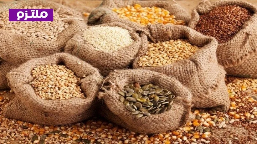 الزراعة تحذر المزارعين من شراء تقاوي مجهولة المصدر وتؤكد أهمية التحقق من جودة الاعتماد