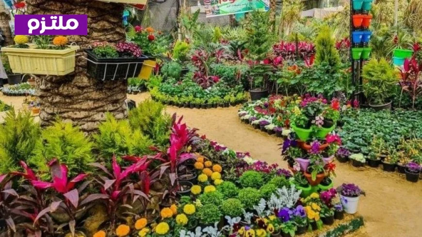 افتتاح جزئي لمعرض زهور الربيع الأحد المقبل احتفالا بشم النسيم والترحيب بالربيع