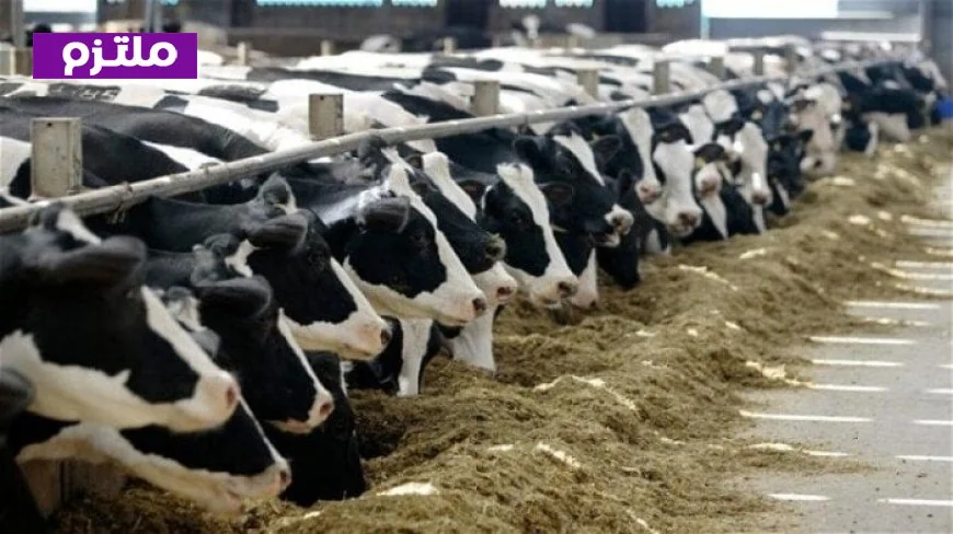 التمويل الكلي لمشروع البتلو يتجاوز 10.5 مليار جنيه وصرف 154 مليون جنيه جديدة لدعم المزارعين