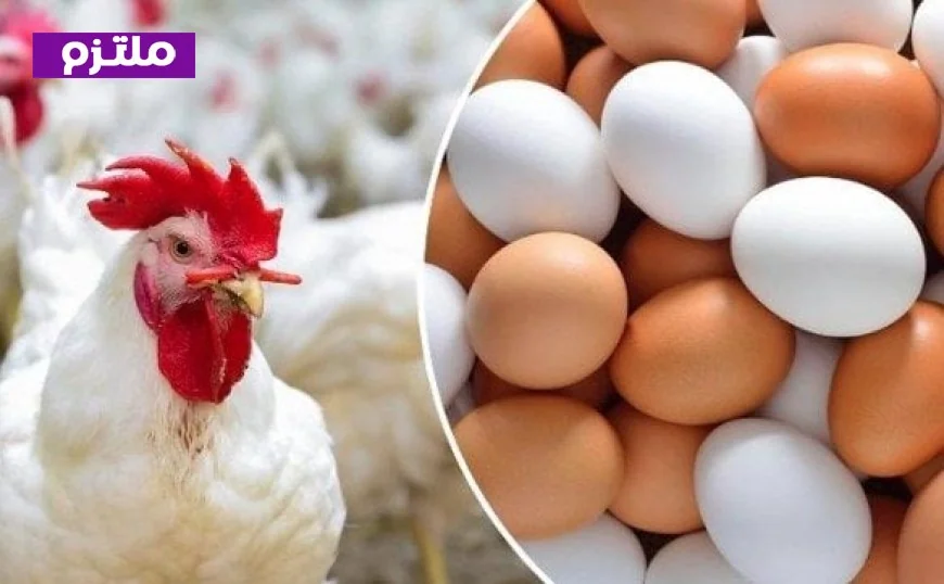 أسعار الدواجن والبيض اليوم الأحد 19 أبريل 2026 أحدث التحديثات والتفاصيل