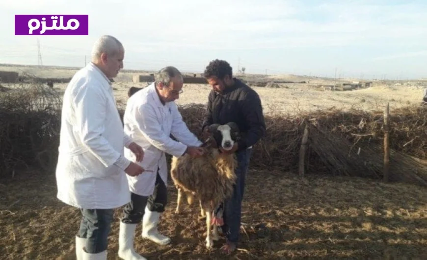 الزراعة تطلق حملة تحصين مليون رأس ماشية ضد الجلد العقدي وجدري الأغنام